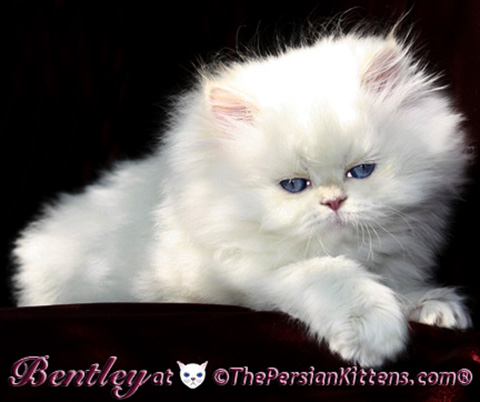 THE PERSIAN CATS | 1367 Georgetown Dr, Carol Stream, IL 60188 | Phone: (630) 956-4823