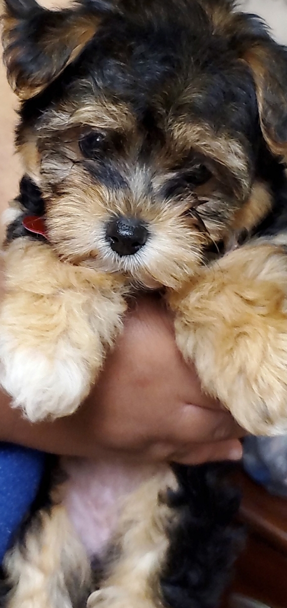 Pocket Puppies | 1457 E Palatine Rd, Arlington Heights, IL 60004 | Phone: (262) 857-4365
